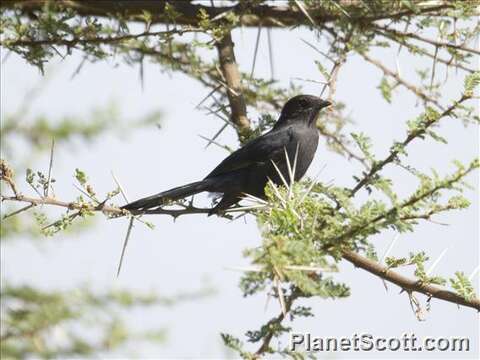 Melaenornis edolioides (Swainson 1837) resmi