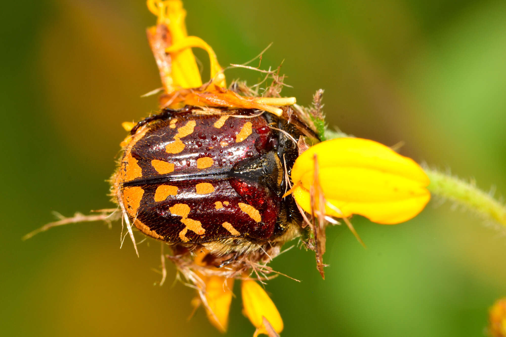 Image of Euphoria subtomentosa (Dejean 1837)