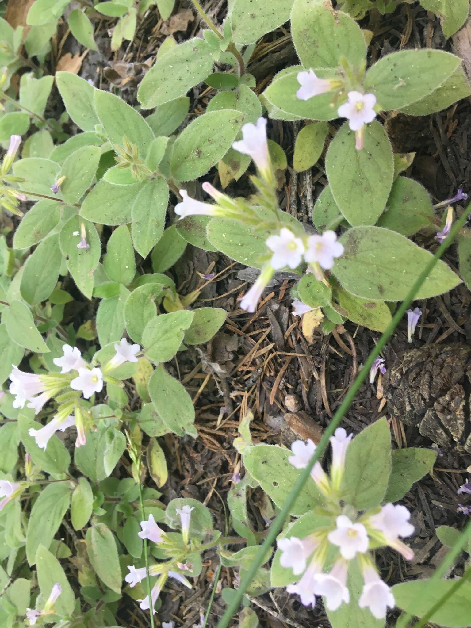 Plancia ëd Draperia systyla (A. Gray) Torr.