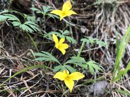 Image de Viola sheltonii Torr.