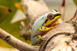 Image of Madagascar Reed Frog