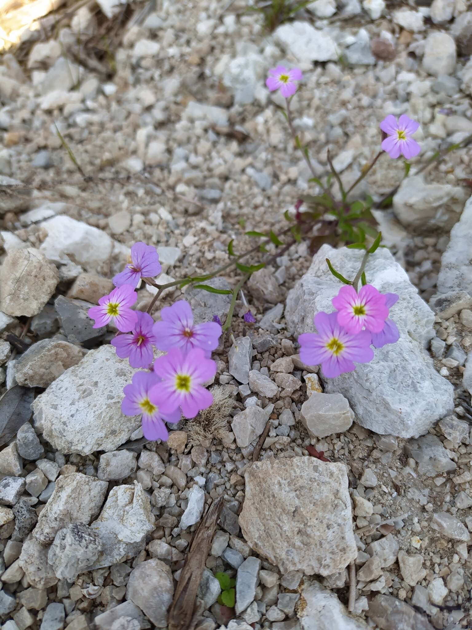 Imagem de Malcolmia maritima (L.) W. T. Aiton