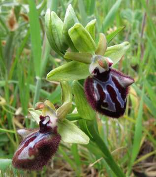 Image of Ophrys sphegodes subsp. atrata (Rchb. fil.) A. Bolòs