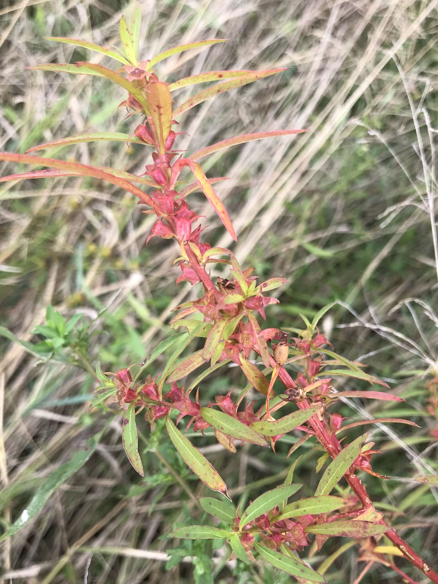 Image of manyfruit primrose-willow