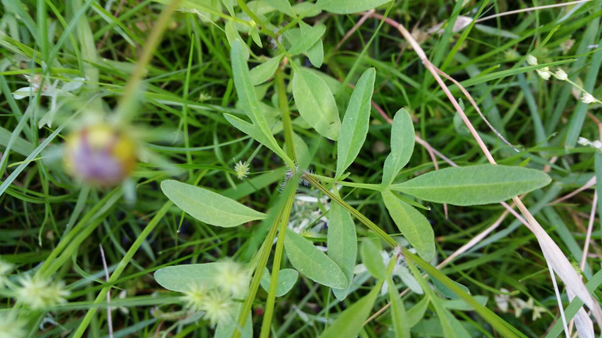 Image of goldenmane tickseed