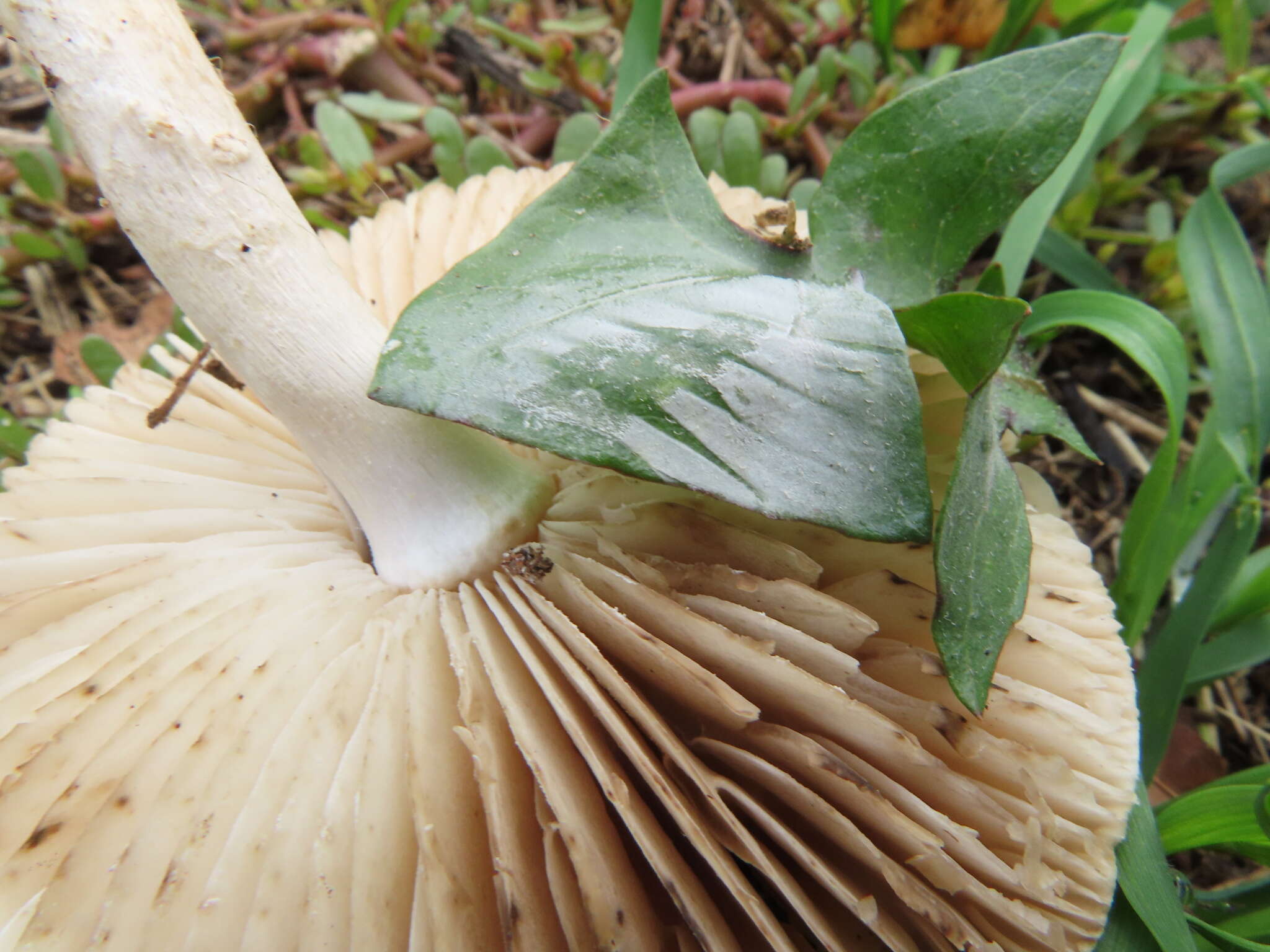 Plancia ëd Marasmius collinus (Scop.) Singer 1942