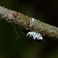 Image of White Micrathena