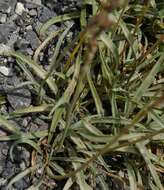 Image of Plantago albicans L.