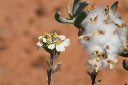 Eriocephalus macroglossus B. Nordenst.的圖片