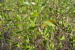 Image of <i>Eupatorium dodonaeifolium</i> DC.