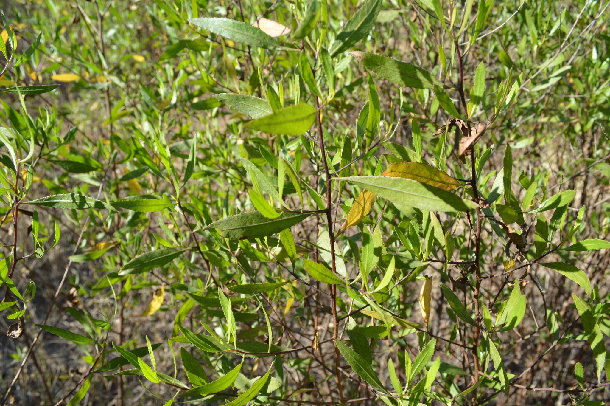 Image of <i>Eupatorium dodonaeifolium</i> DC.