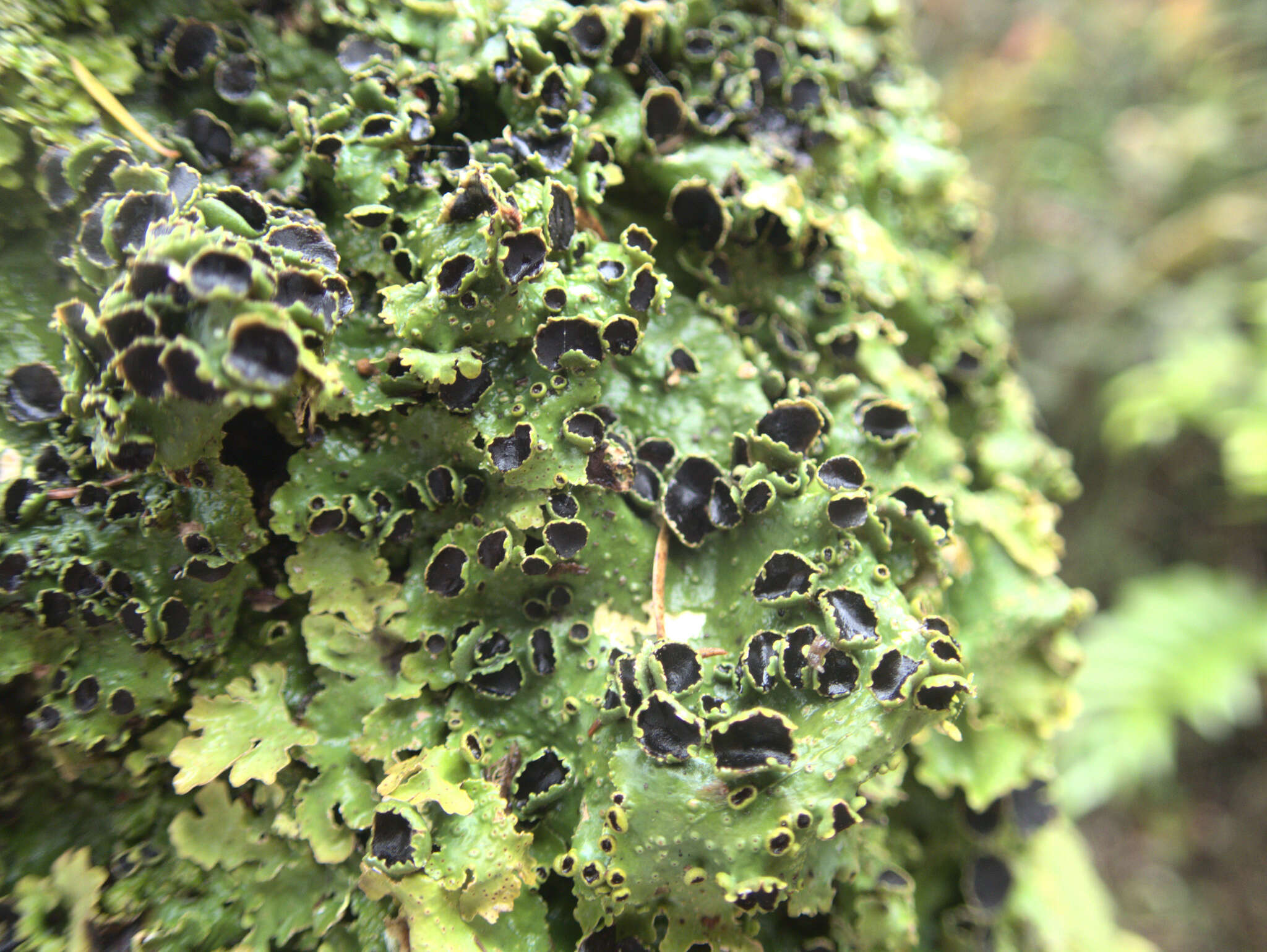 Image of <i>Pseudocyphellaria montagnei</i> (C. Bab.) D. J. Galloway & P. James