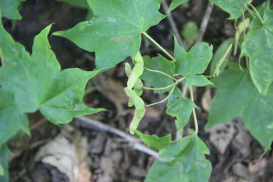 Image of Acer pictum subsp. mono (Maxim.) H. Ohashi