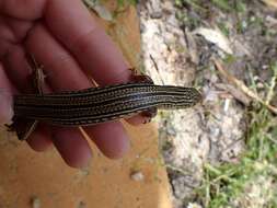 Слика од Ctenotus australis (Gray 1838)