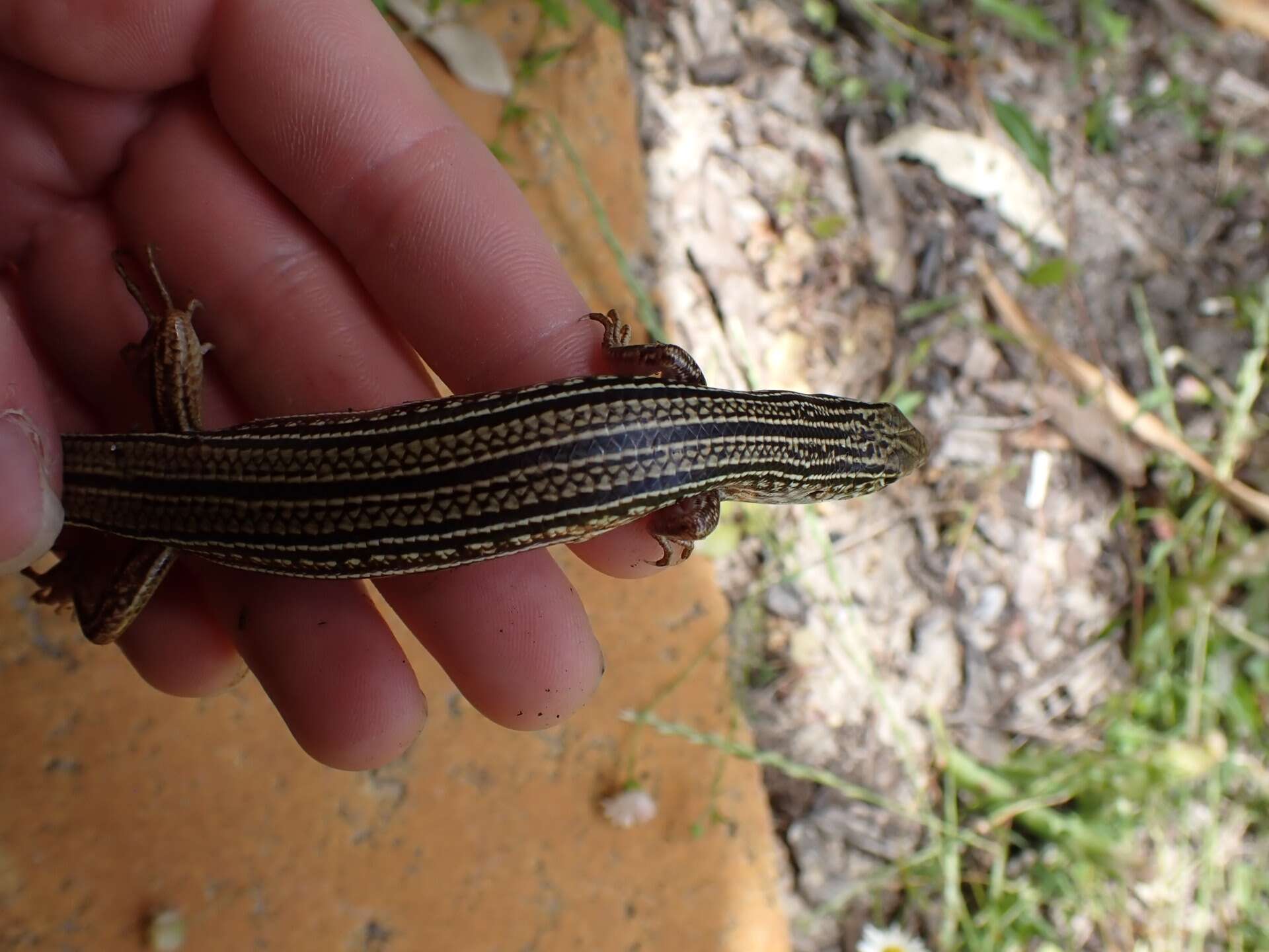 Слика од Ctenotus australis (Gray 1838)