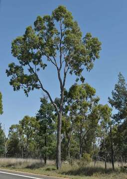 Image of Corymbia clarksoniana (D. J. Carr & S. G. M. Carr) K. D. Hill & L. A. S. Johnson