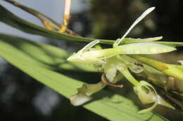 Image of Epidendrum hymenodes Lindl.