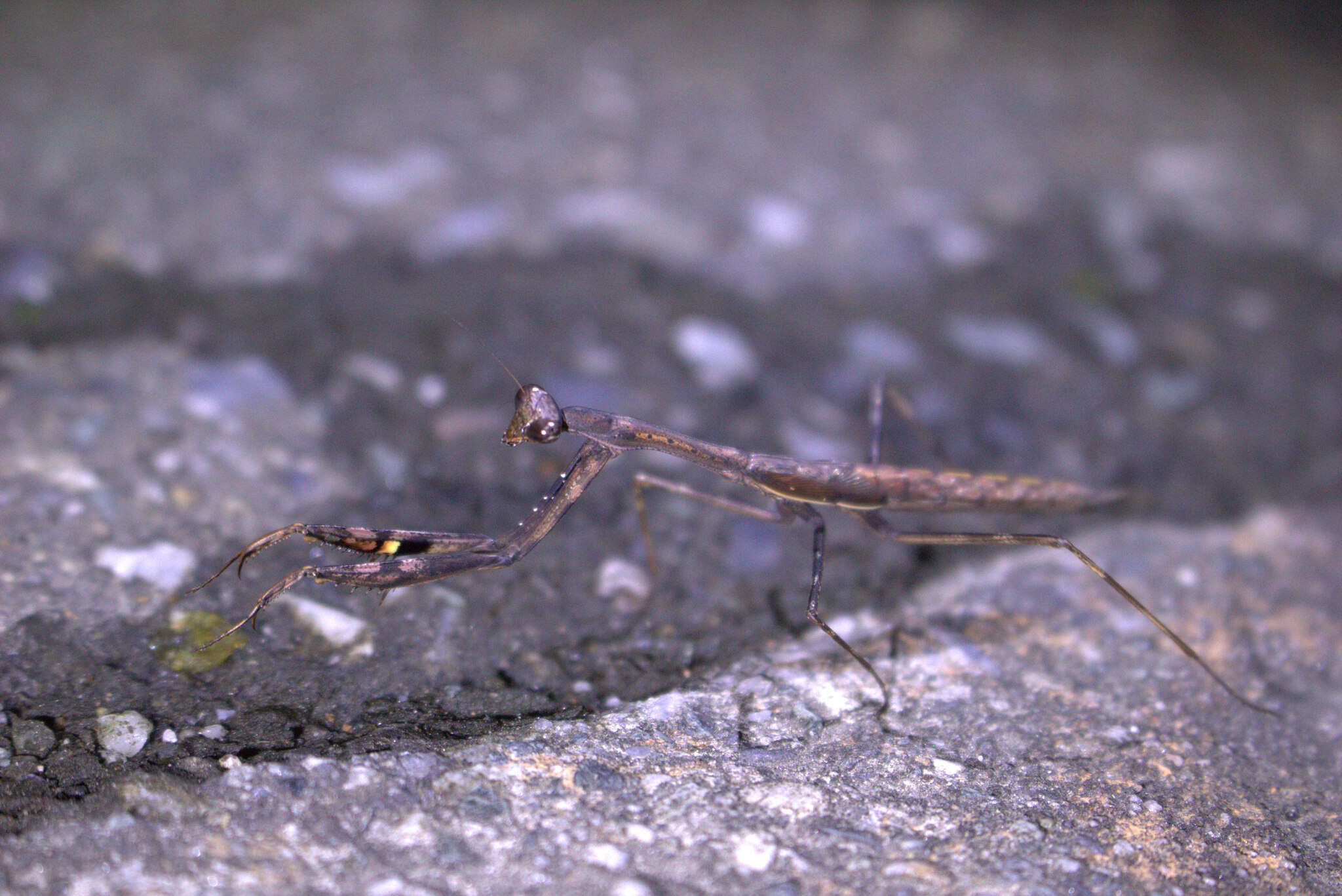 Image of Statilia nemoralis Saussure 1870