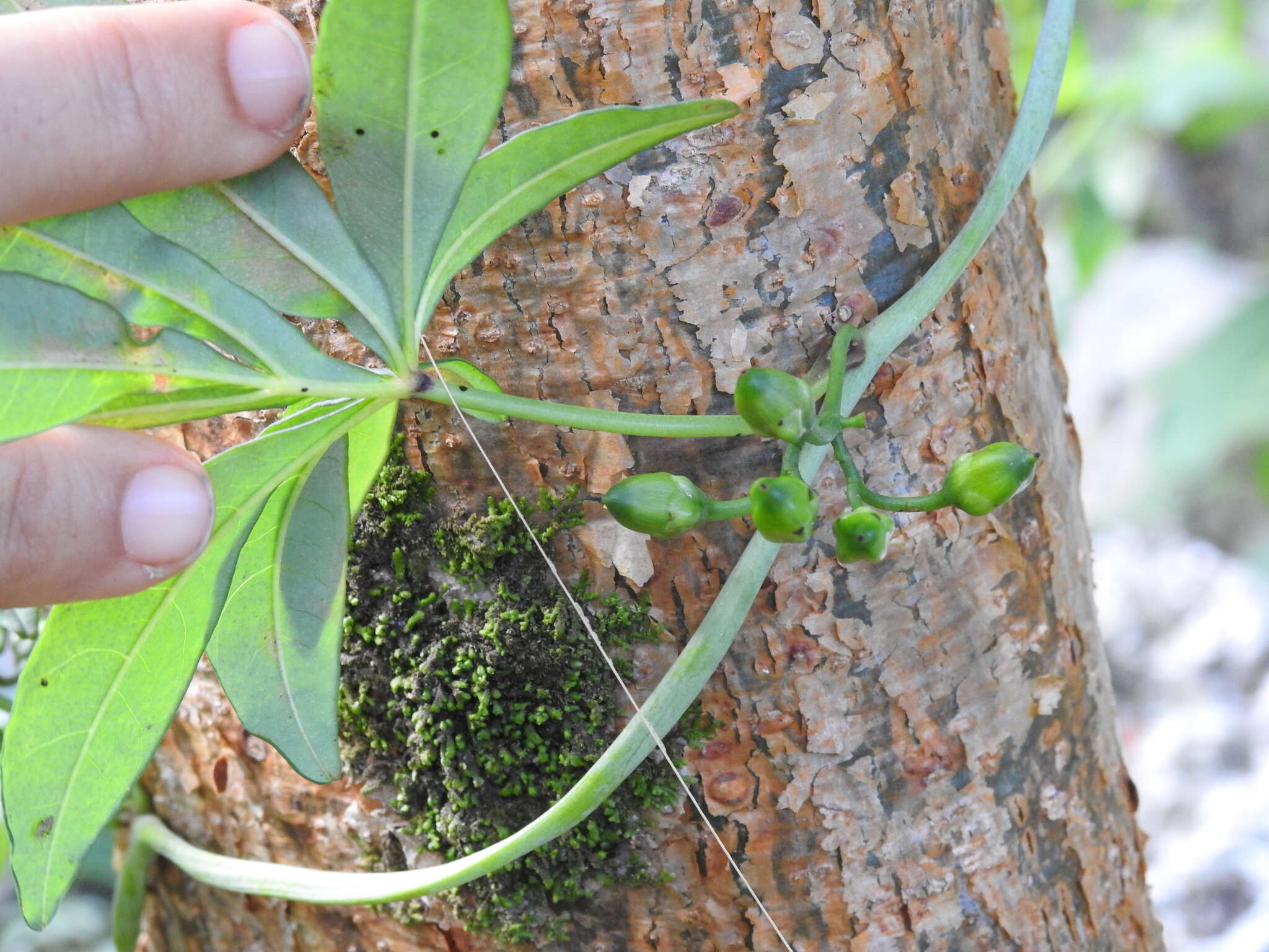 Imagem de Ipomoea heterodoxa Standl. & Steyerm.