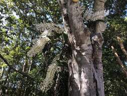 Image of Dendrobium speciosum var. hillii Mast.