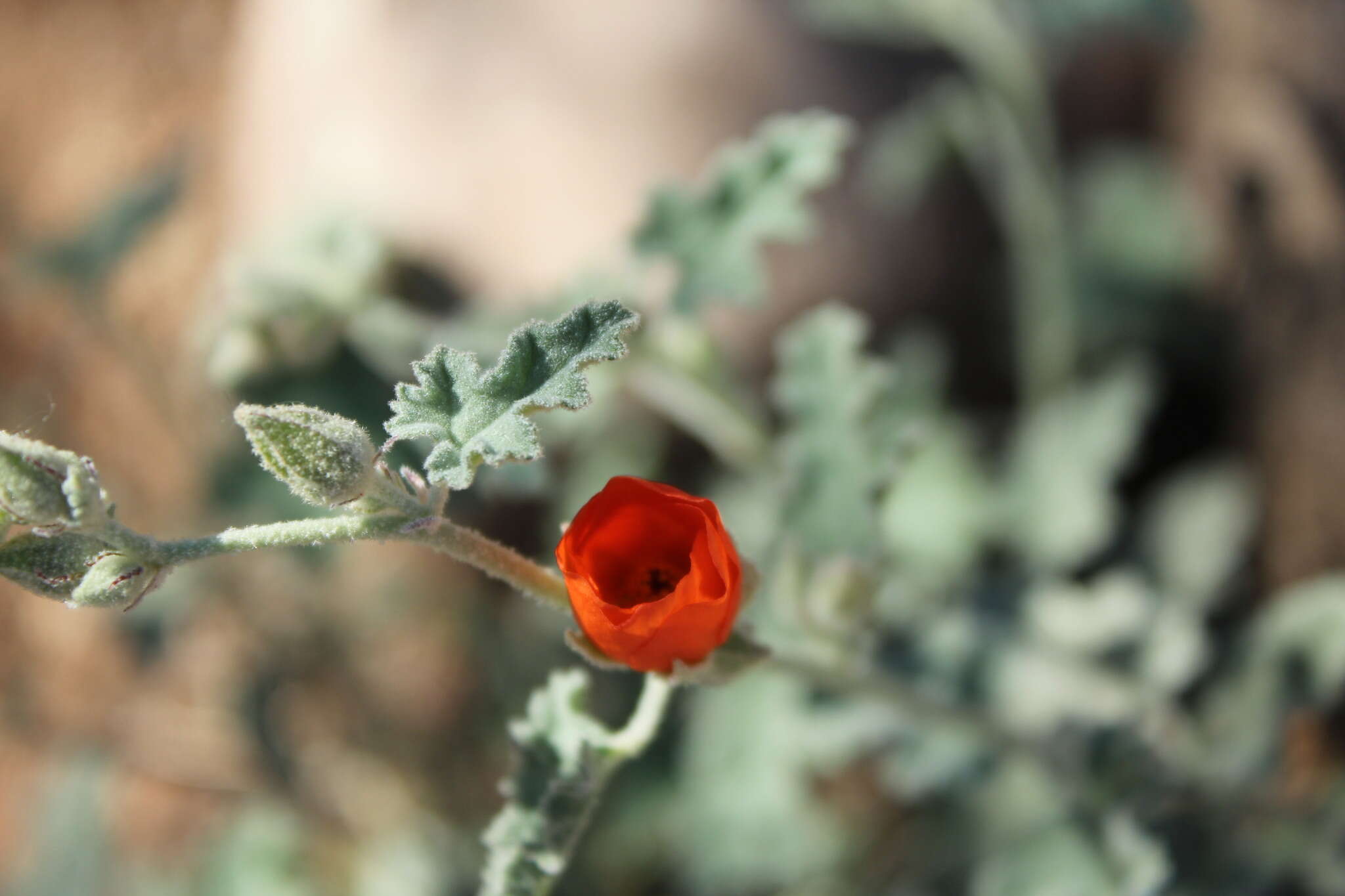 Image of Fendler's globemallow