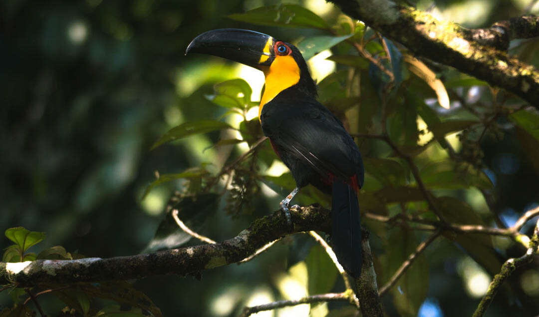 Image of Ramphastos vitellinus ariel Vigors 1826