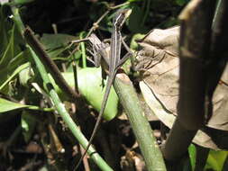 Image of Brown Basilisk