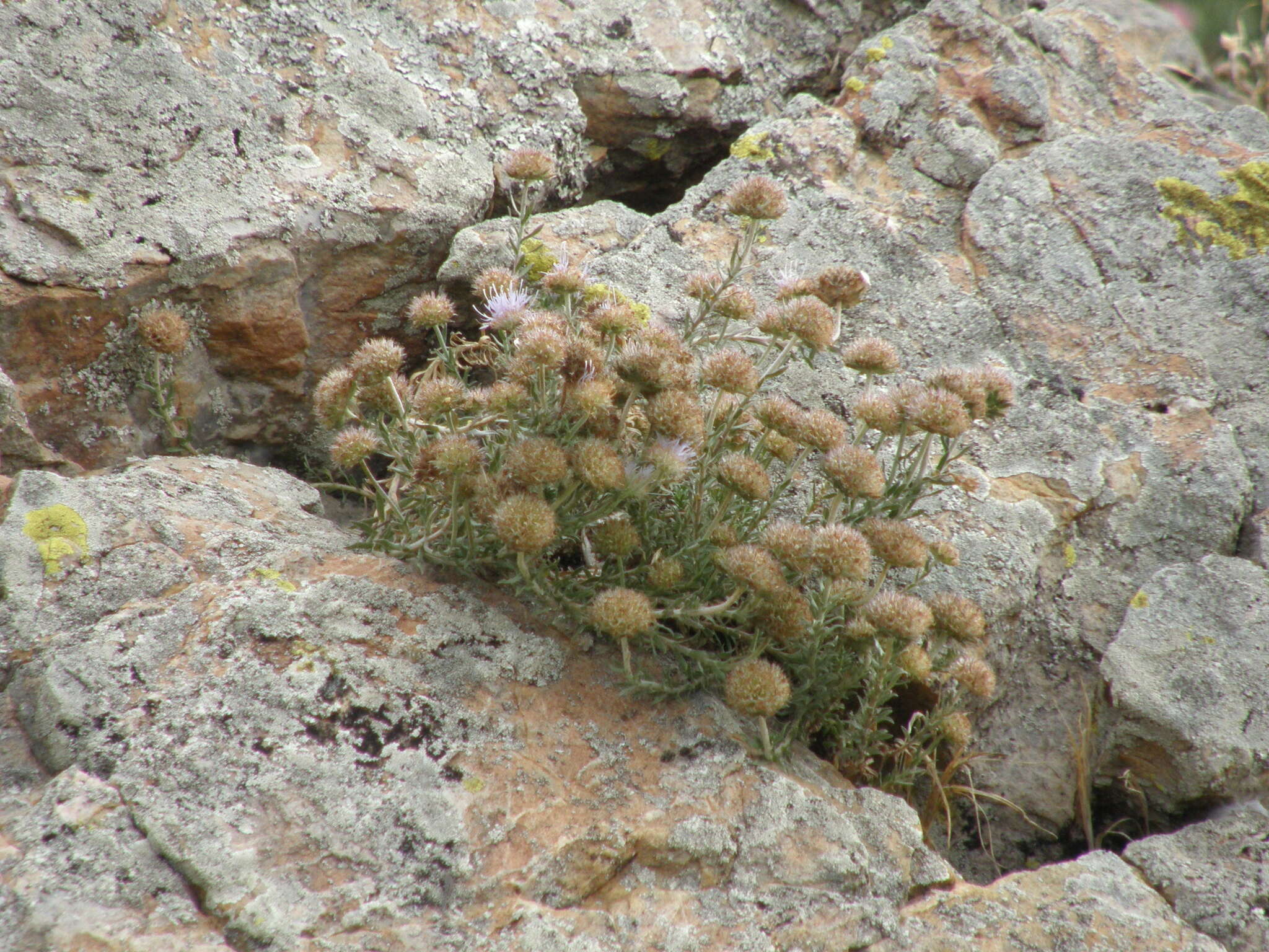 Image de Jasione crispa subsp. tomentosa (A. DC.) Rivas Mart.