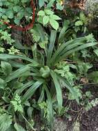 Image of Parthenocissus Planch.