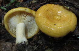 Image of Lactarius croceus Burl. 1908