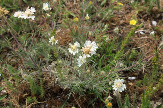 Image of Lomelosia argentea (L.) W. Greuter & Burdet