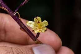 Image of Aphyllorchis montana var. montana