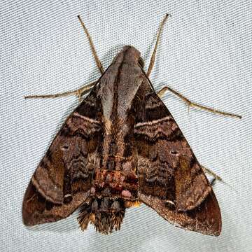 Image of Cuban Sphinx Moth