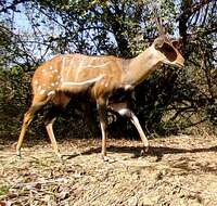 Image of Bushbuck