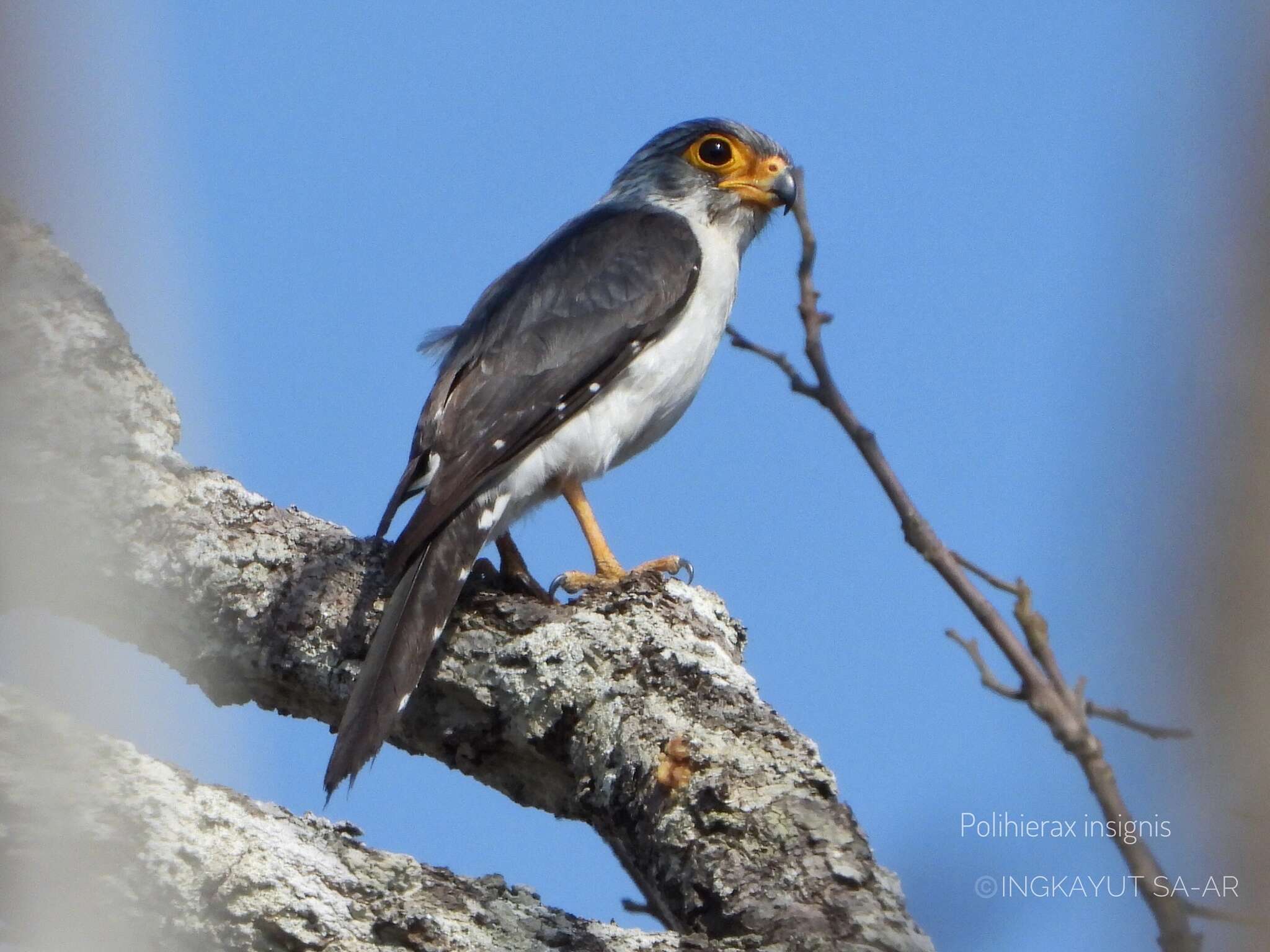 Image of Fielden's Falconet