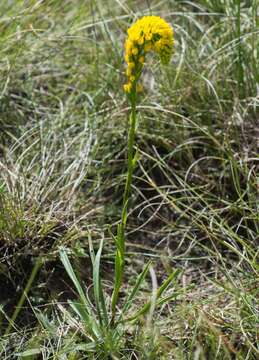 Sivun Schizochilus bulbinella (Rchb. fil.) Bolus kuva