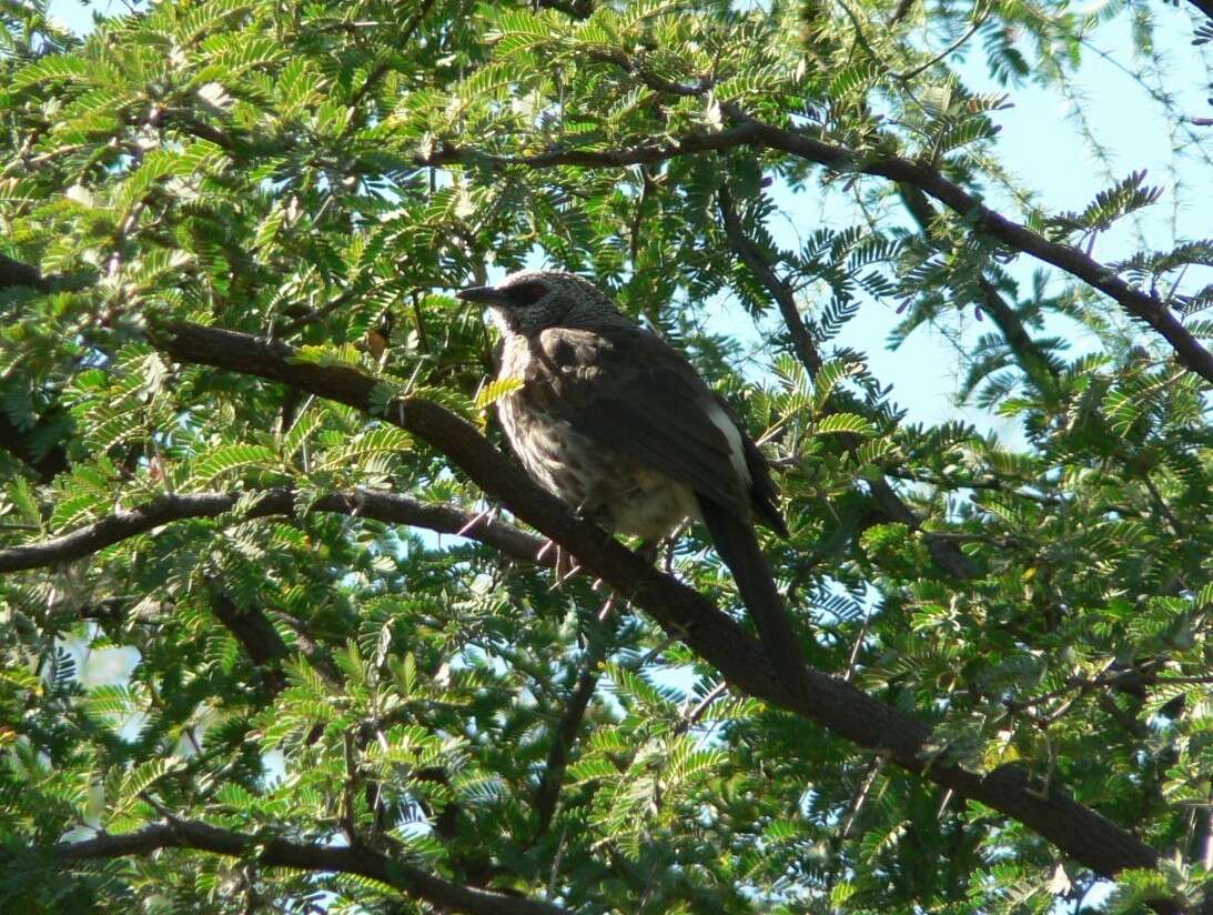 Image of Hartlaub's Babbler