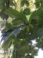 Image de Artocarpus altilis (Parkinson) Fosberg