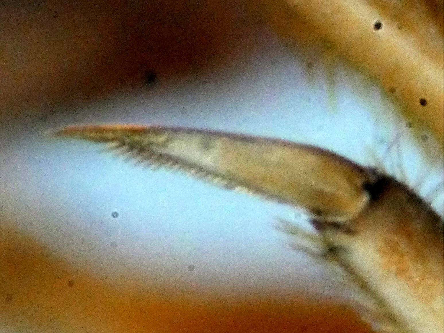 Image of Leptophlebia vespertina (Linnaeus 1758)