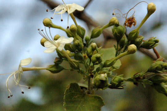 Image of Clerodendrum phlomidis L. fil.