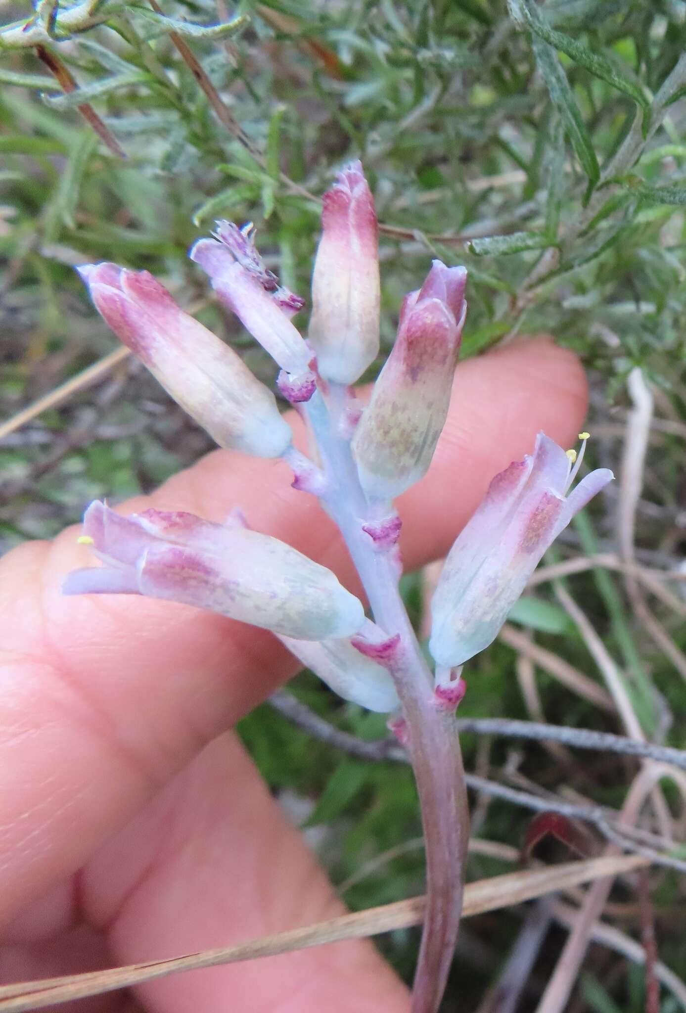 Image of Lachenalia salteri W. F. Barker