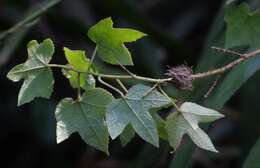 Sivun Hibiscus furcatus Roxb. kuva