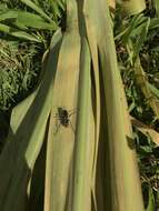 Image of Spider wasp