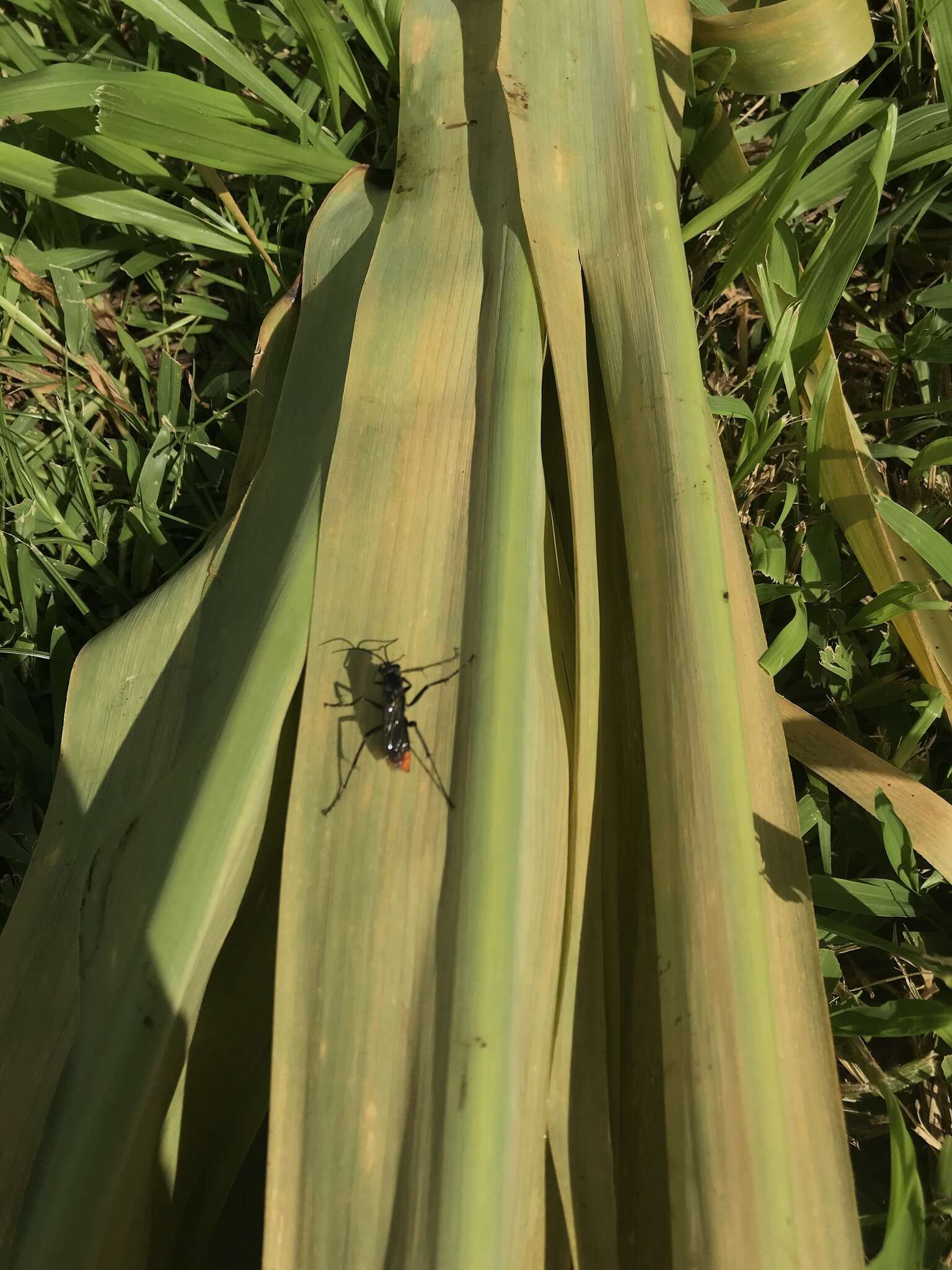 Image of Spider wasp