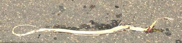 Image of Stripe-bellied Sand Snake