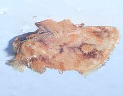 Image of Beutenmueller's Slug Moth