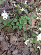 Image of Rue-Anemone