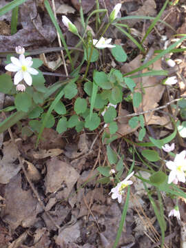 Image of Rue-Anemone