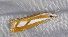 صورة Catoptria latiradiellus Walker 1863