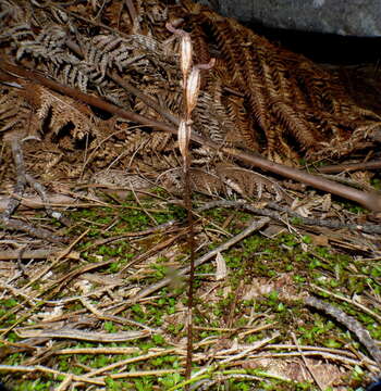 Image of Gastrodia minor Petrie